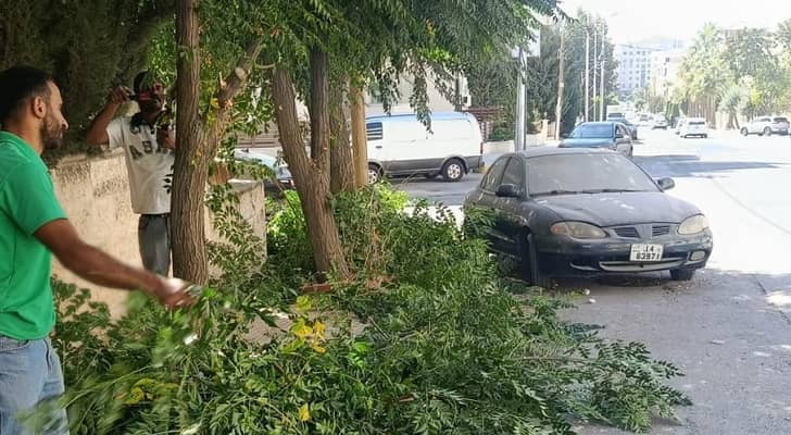 أمانة عمان تواصل أعمال تحسين الأرصفة لتوفير مسارات آمنة للمشاة وحماية الأشجار القابلة للنقل