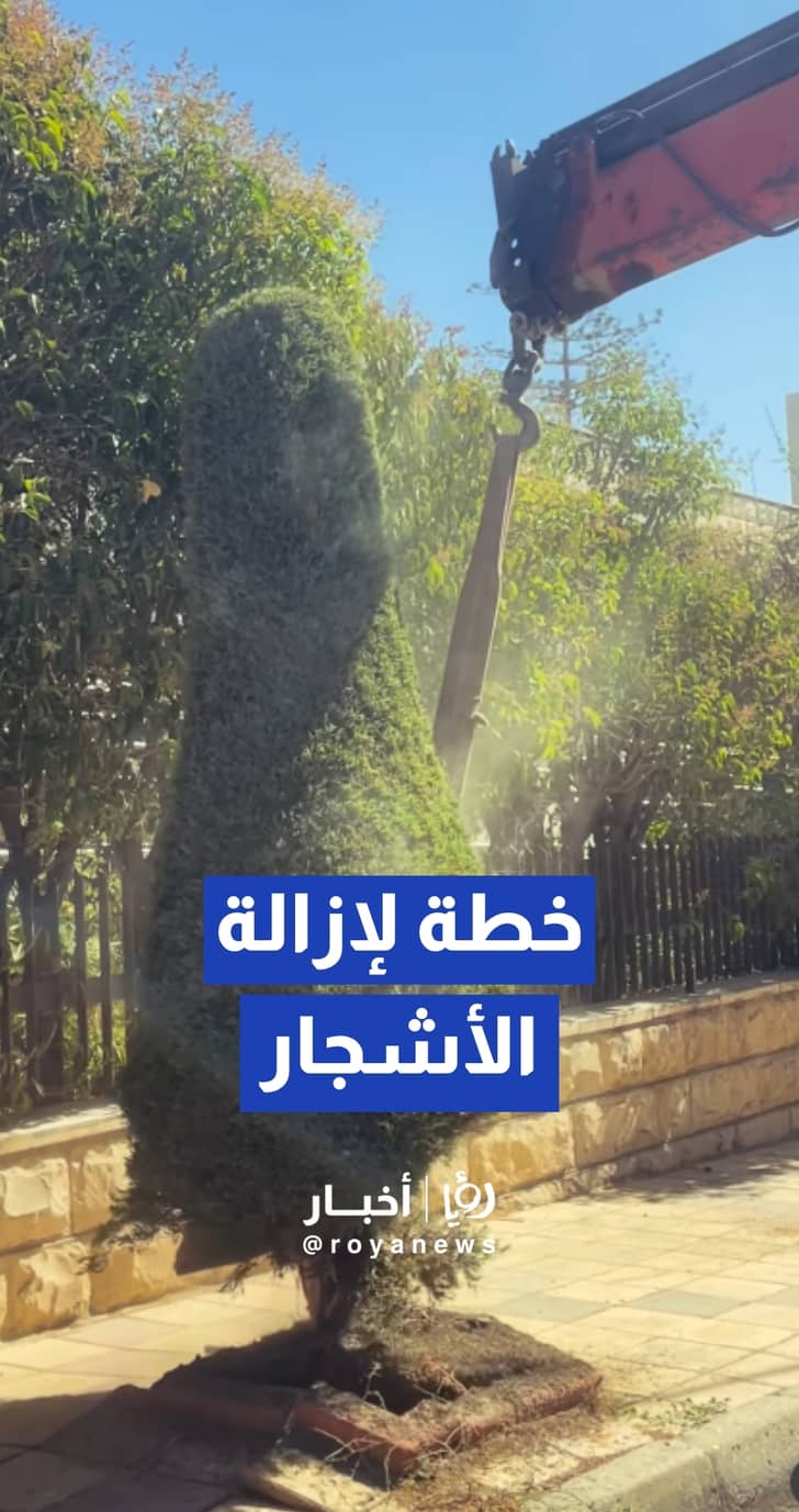 الأمانة: باشرنا منذ صباح الأحد تنفيذ خطة لإزالة الأشجار التي تشكل عوائق على الأرصفة