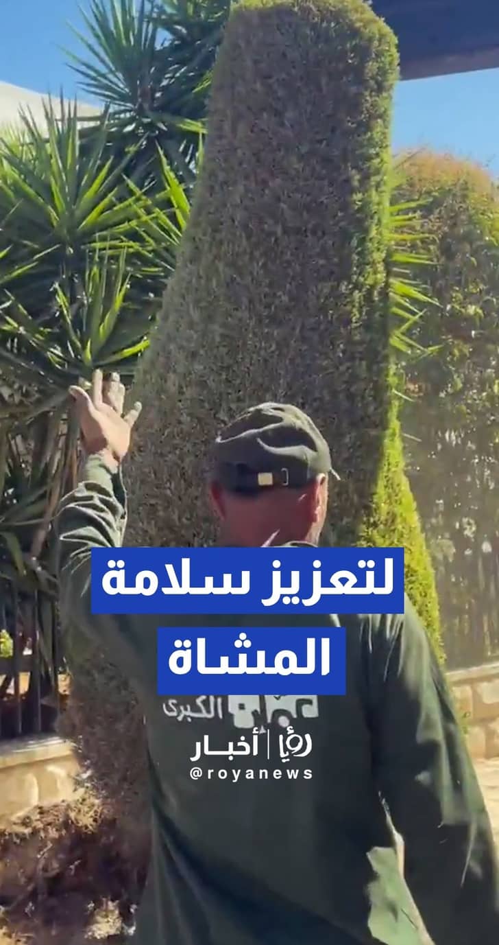 أمانة عمان تواصل إزالة عوائق الأشجار عن الأرصفة لتعزيز سلامة المشاة