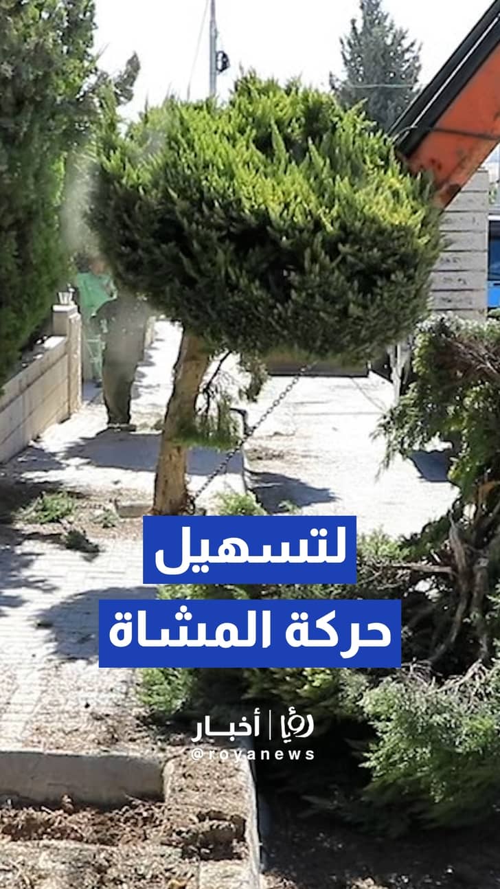 أمانة عمان الكبرى تزيل عوائق الأشجار عن الأرصفة لتعزيز سلامة المشاة وتسهيل حركتهم