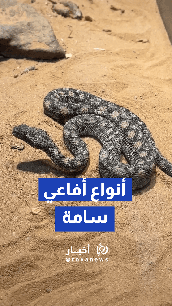 "أكثر من 4 أنواع سامة ومحدقة!".. تحذيرات وإرشادات حول الأفاعي السامة في مناطق جنوب الأردن.