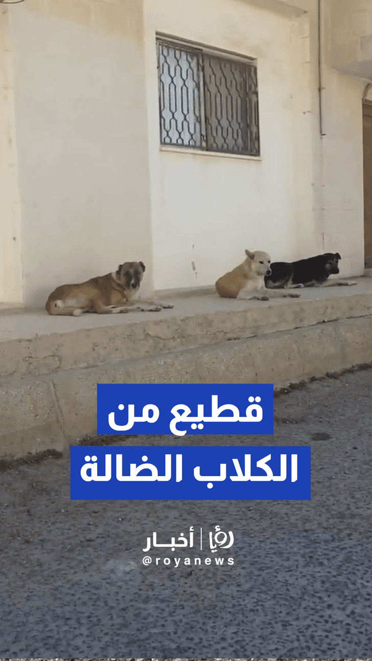 قطيع من الكلاب الضالة تتجمع عند مداخل البنايات السكنية بمحافظة الكرك